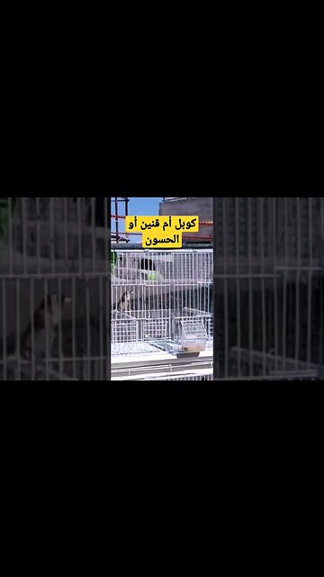 كوبل أم قنين أو الحسون روعة