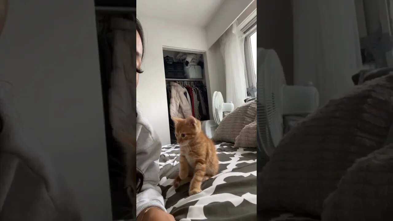 😁 Again pretty please tiktok mrbinoobeans #kittens