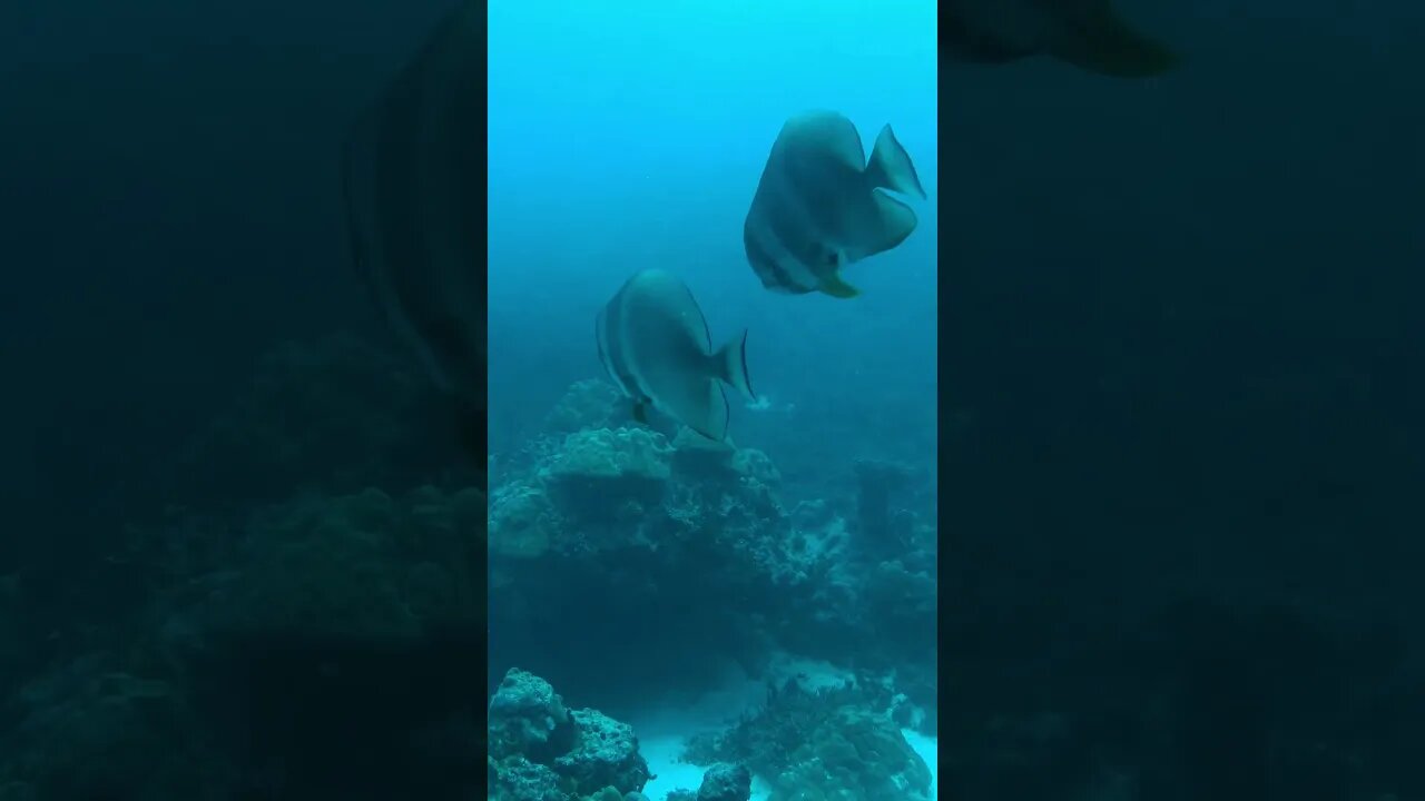 This underwater video is for my dad, who taught me to be adventurous #scubadiving #travel