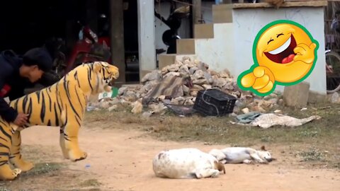 Lion Fake and Fake Tiger To dog