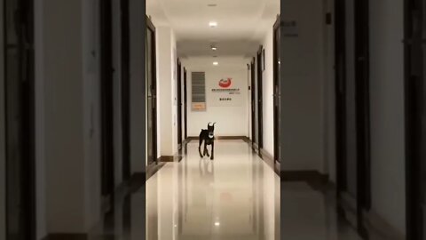 Doggo With Floppy Ears