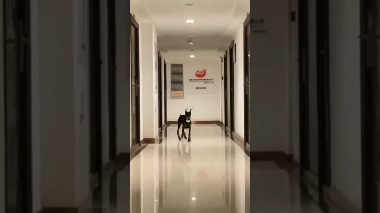 Doggo With Floppy Ears