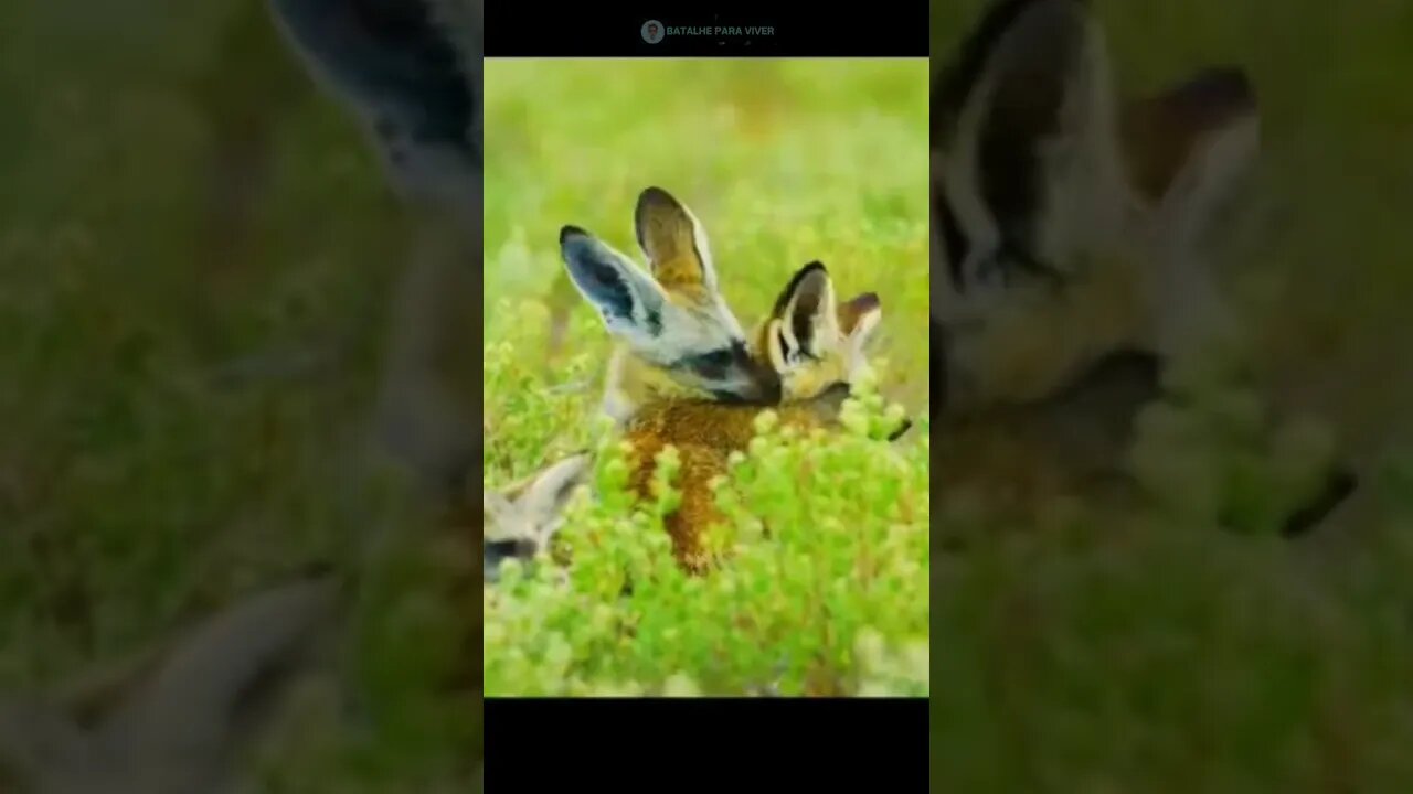 Compilaçao de videos do meu canal - Compilation in videos my chanel