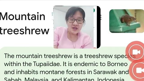 TUPAI GUNUNG ATAU MOUNTAIN TREESHEW