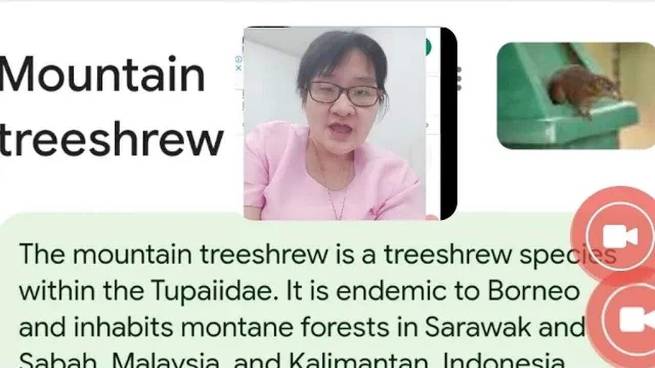 TUPAI GUNUNG ATAU MOUNTAIN TREESHEW