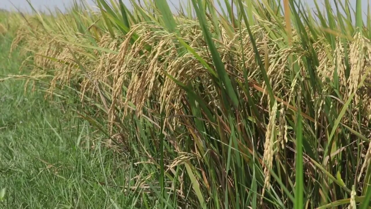 Rice field