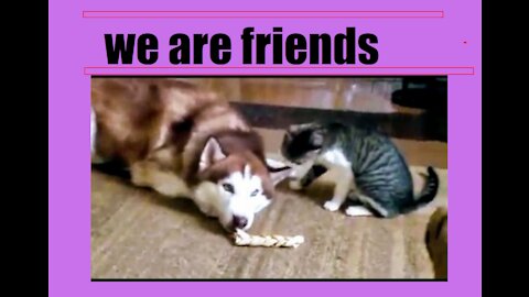 cat and dog friedship