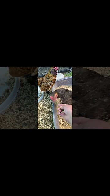 Sebrights in snake proof pen