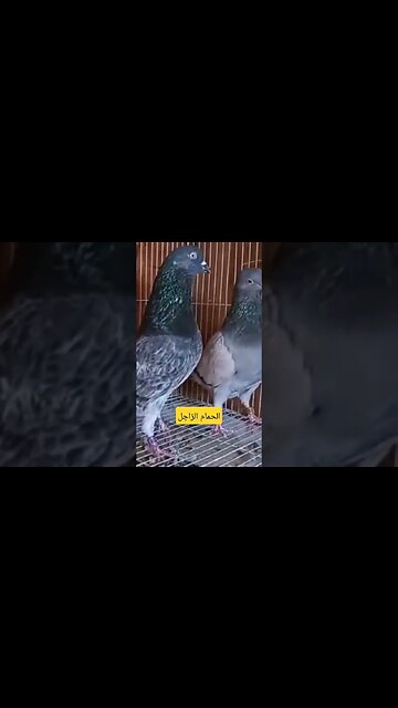 تربية الحمام الزاجل كيوت روعة