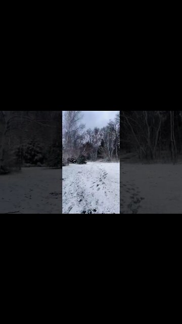 Waking in a Snowy Forest