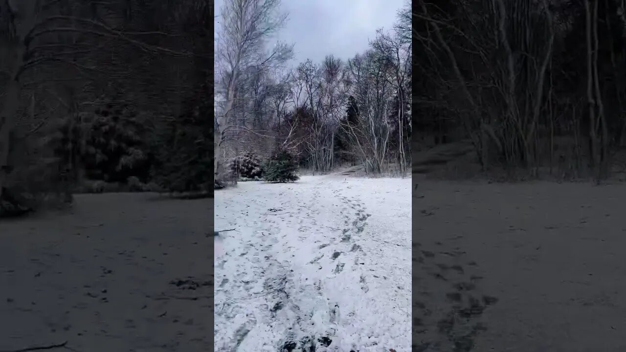 Waking in a Snowy Forest