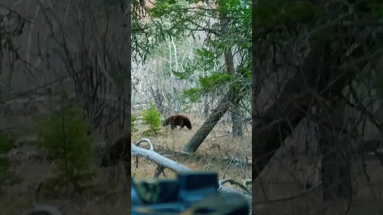 Huge Beautiful Black Bear!