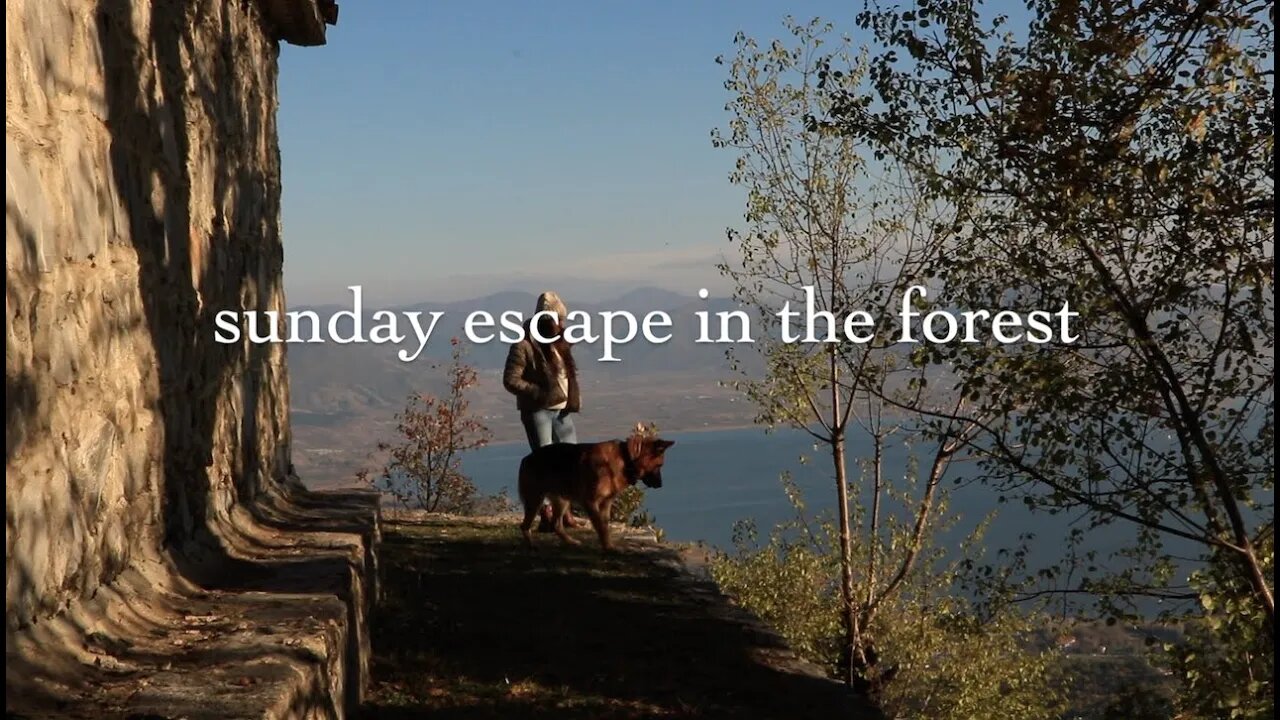 i took my dog & cats for a picnic in the forest- northern greece