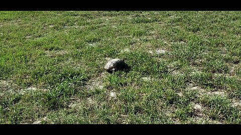 Gopher Tortoise #gophertortoise