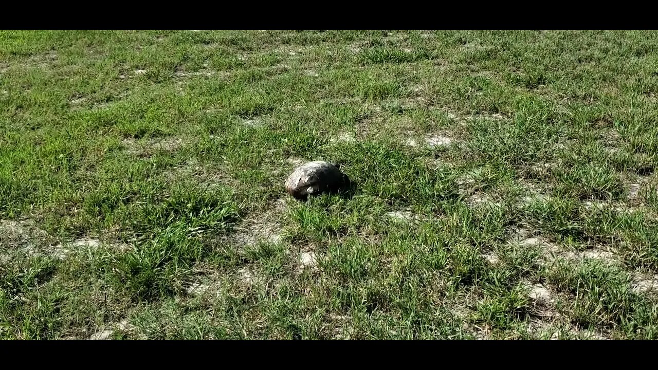 Gopher Tortoise #gophertortoise