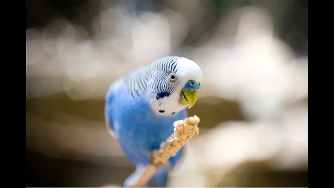 HOW TO GAINING GOOD UNDERSTANDING ,TRAINING OF PARROT