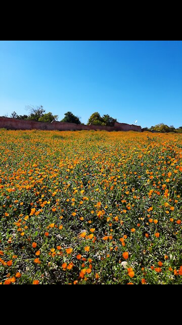 Beautiful blooming flower