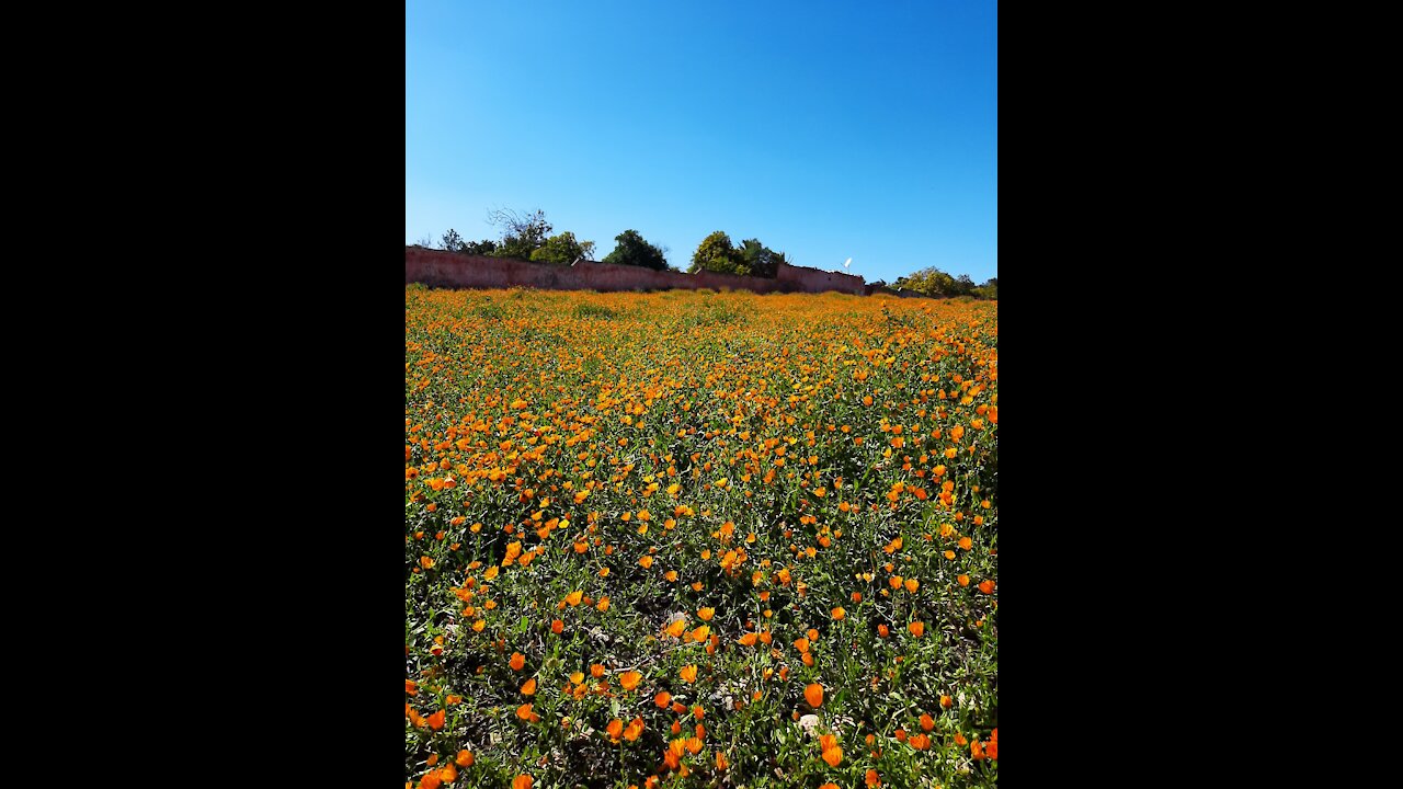 Beautiful blooming flower