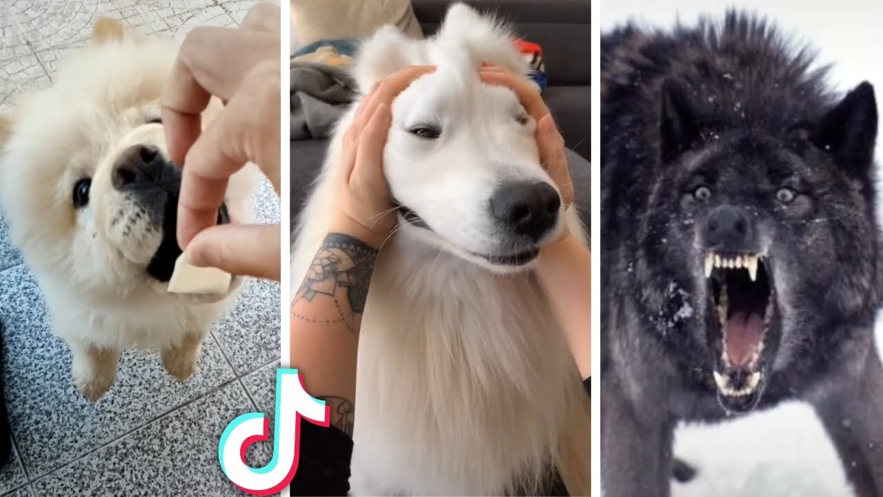 Dogs are the best ~ Compilation of funny dog videos!