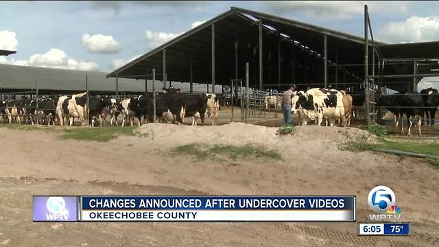 Changes announced after undercover videos at dairy farm