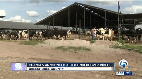 Changes announced after undercover videos at dairy farm