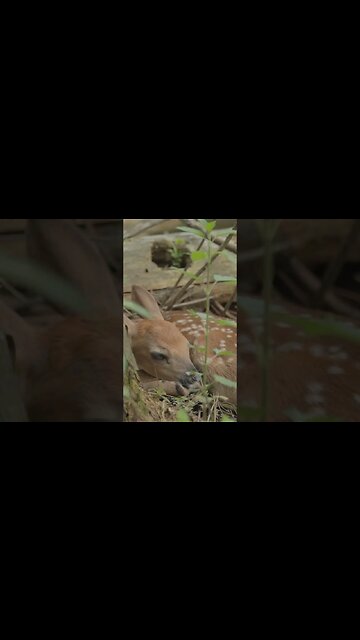 A fawn stopped by to say hi #deer #fawn #biology #shorts