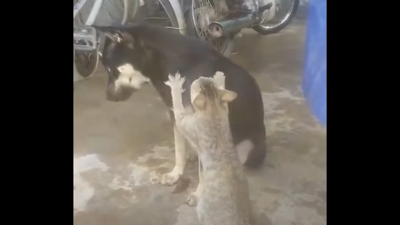 Funny Cat Videos 2024 - Try not to laugh
