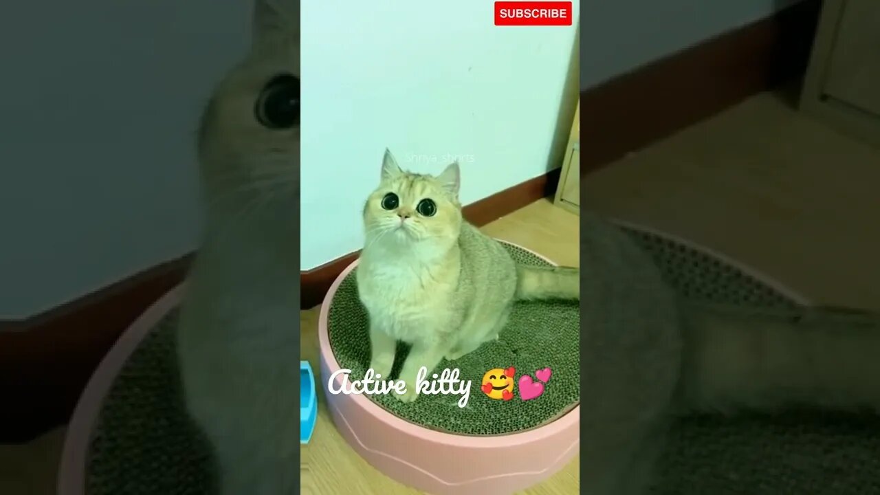 Cute cat action🥰🥰💕💕 #catlovers #shorts #catvideos