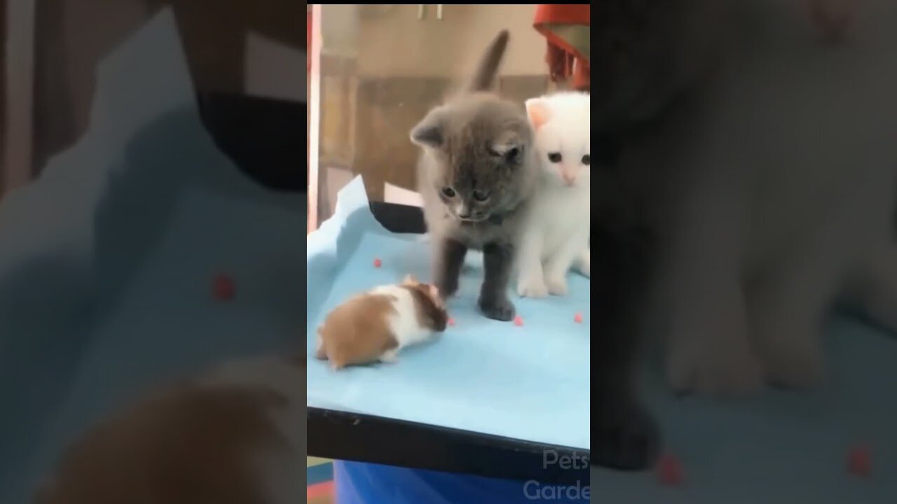 cute animals!! <3