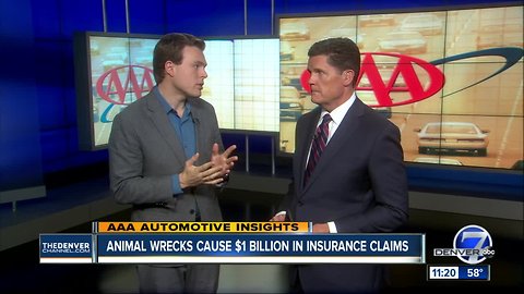 AAA- Animal Wrecks Cause One Billion Dollars in Insurance Claims