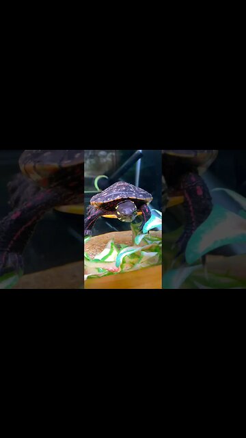 An adorable turtle at the @wncnaturecenter #turtle #turtles #turtlepet