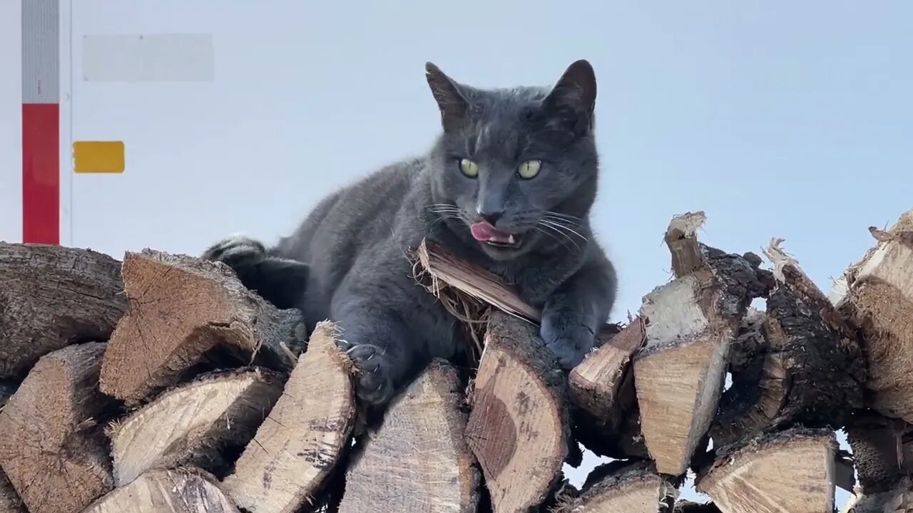 Trying To Sneak Horses Some Hay - Got Caught - Mokie Cat Likes New Fire Wood