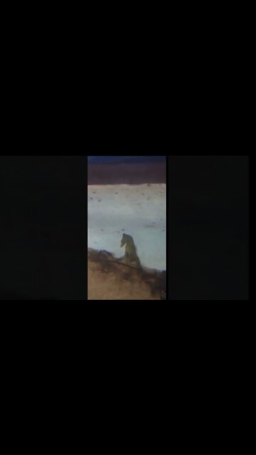 DADDY SEAHORSE GIVES BIRTH #SHORT