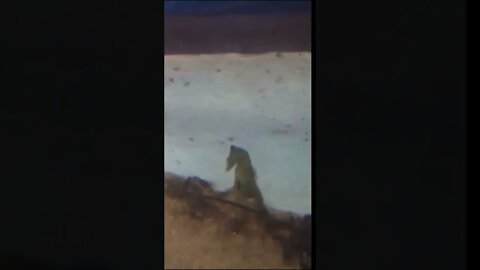 DADDY SEAHORSE GIVES BIRTH #SHORT