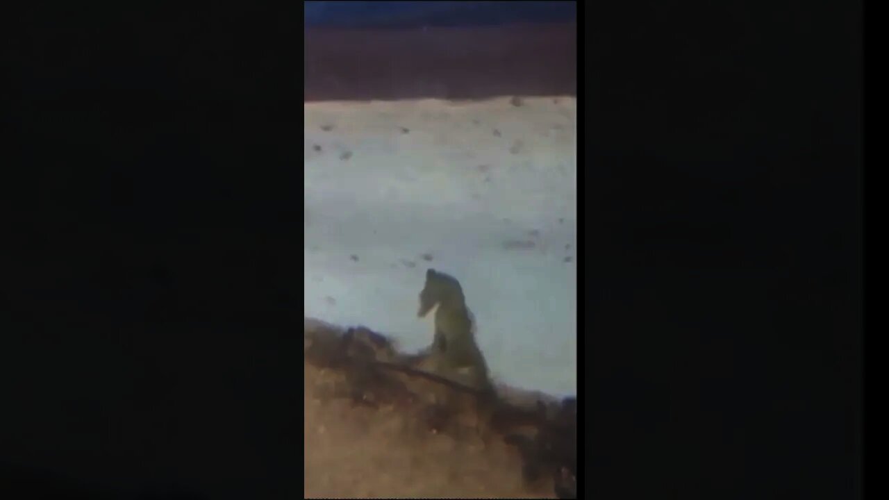 DADDY SEAHORSE GIVES BIRTH #SHORT
