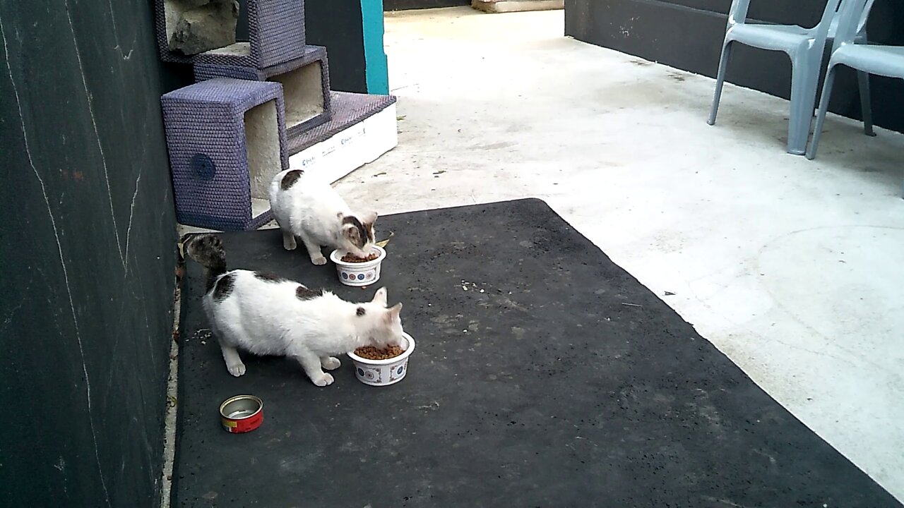 Two white cats eating rice.