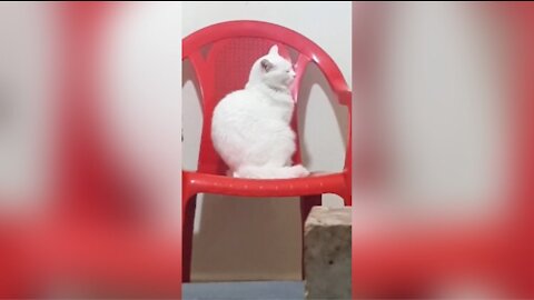 Cute Cat, best ever