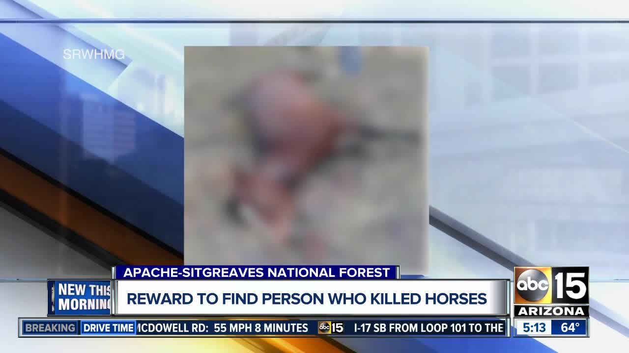 Wild horses shot, killed in Apache-Sitgreaves National Forest