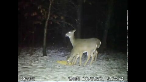 Deer avoidance of white light trail camera