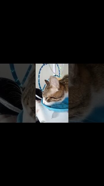 Small Tabby Cat Is Hungry #shorts