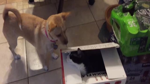 A Dog And A Cat Play Peek A Boo