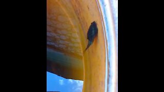 Triops in a barrel of water