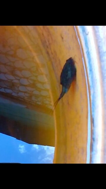 Triops in a barrel of water
