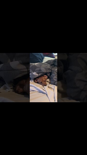 My Tiny Dog Being Cute Under The Covers