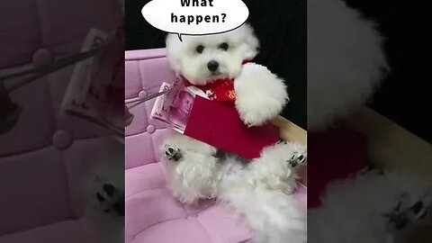 Cute Cat part 10 #petvideos #pet