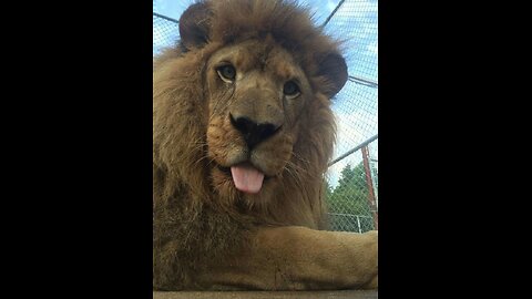 The bestest cute and funny animals videos of 2024. Relax and enjoy the funny animals