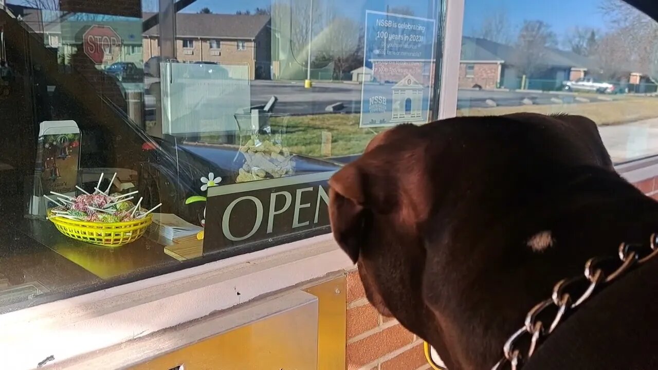 Doing a Laundromat deposit with my Bosses Female Pitbull.. 🤪