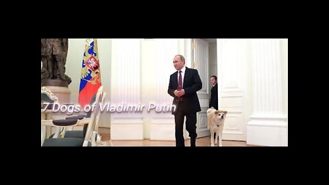 The 7 dogs of Vladimir putin