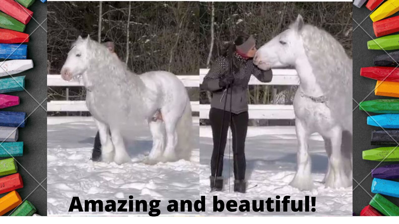 I literally have never seen a horse quite like this. Amazing and beautiful!