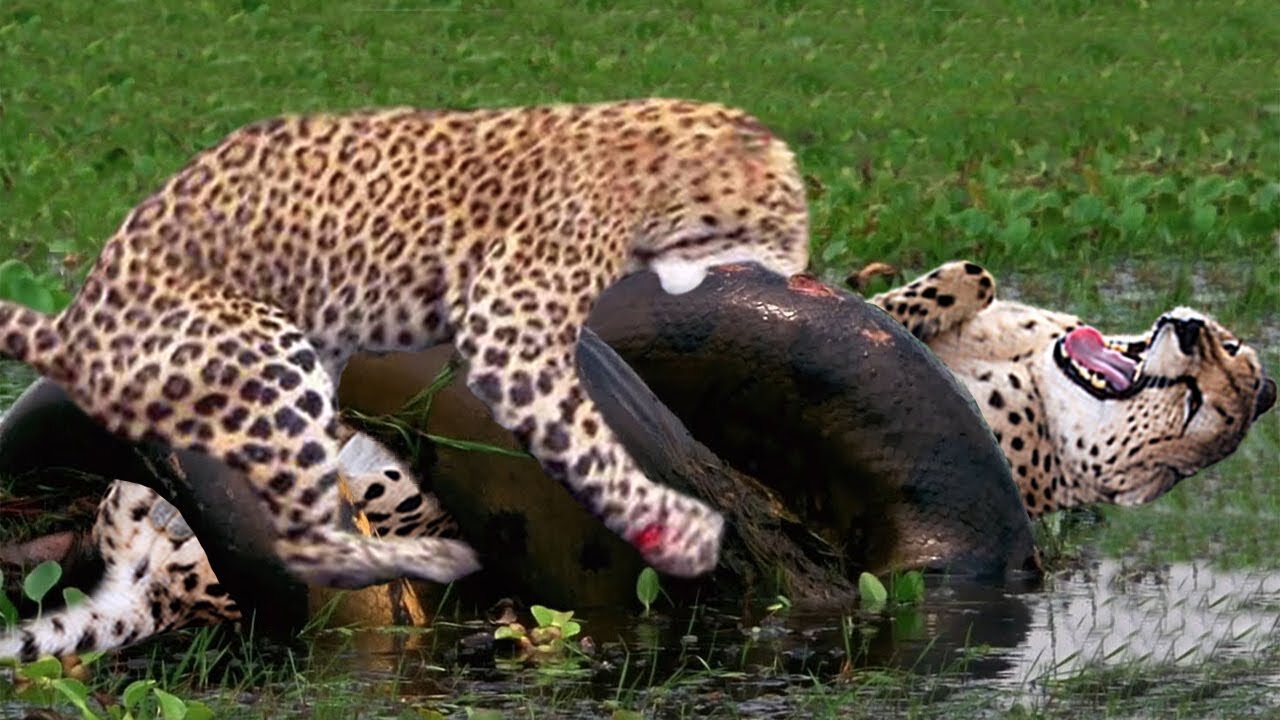 Python Too Aggressive! Big Cat Don't Escapes From Monster Snakes – Tiger vs Python 😍